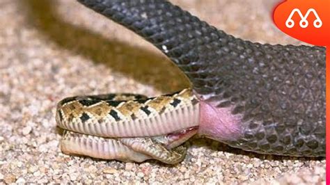 Cobras fazem sexo diferente dos outros animais 